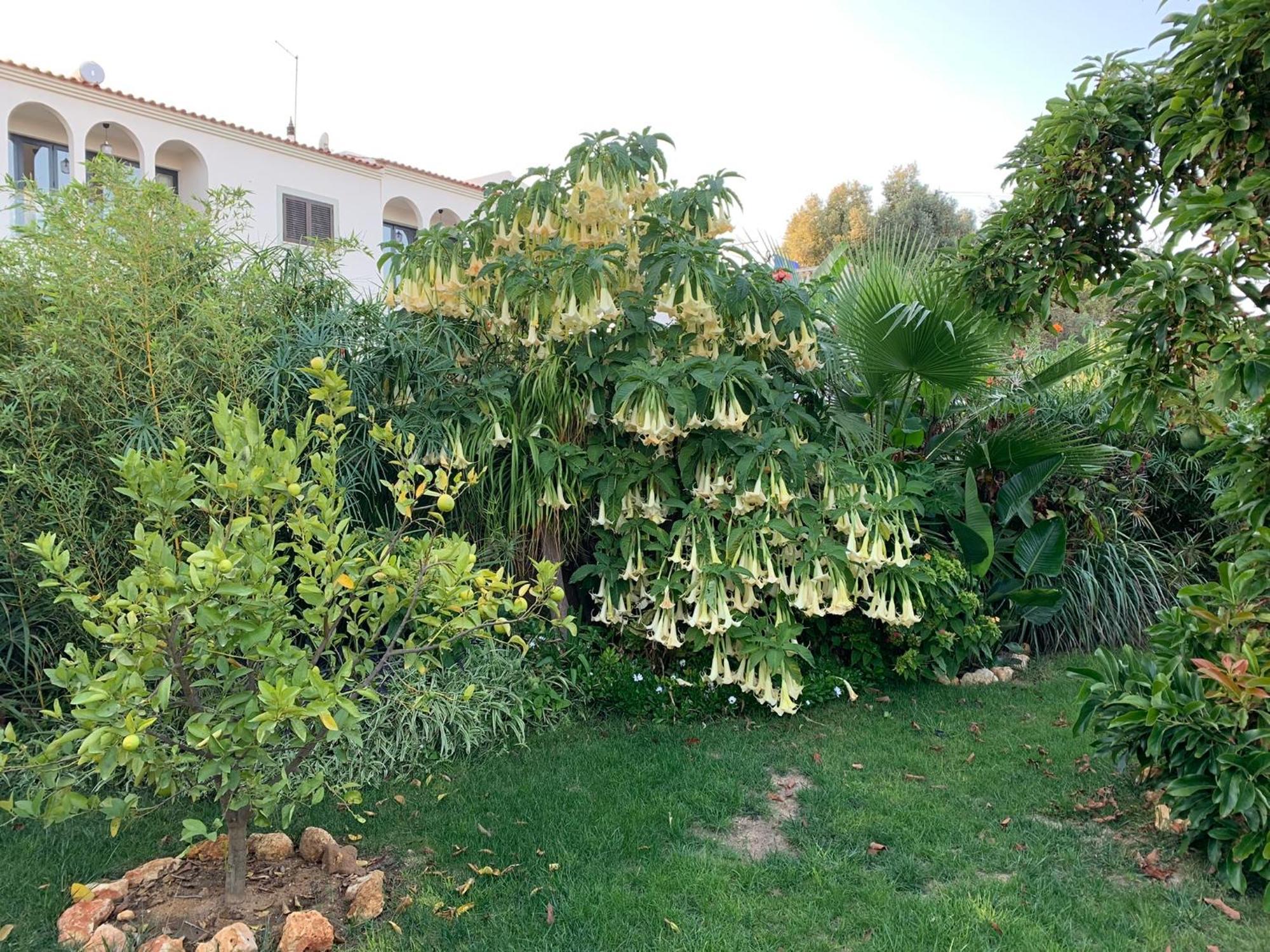 A Tranquil Garden Apartment, Carvoeiro - Benagil Exterior photo